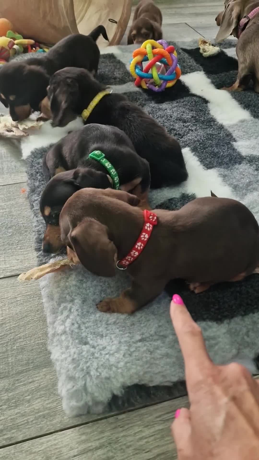 Miniature Dachshund dogs for sale: Miniature Dachshund puppies Longhaired & Smooth  - Video 1