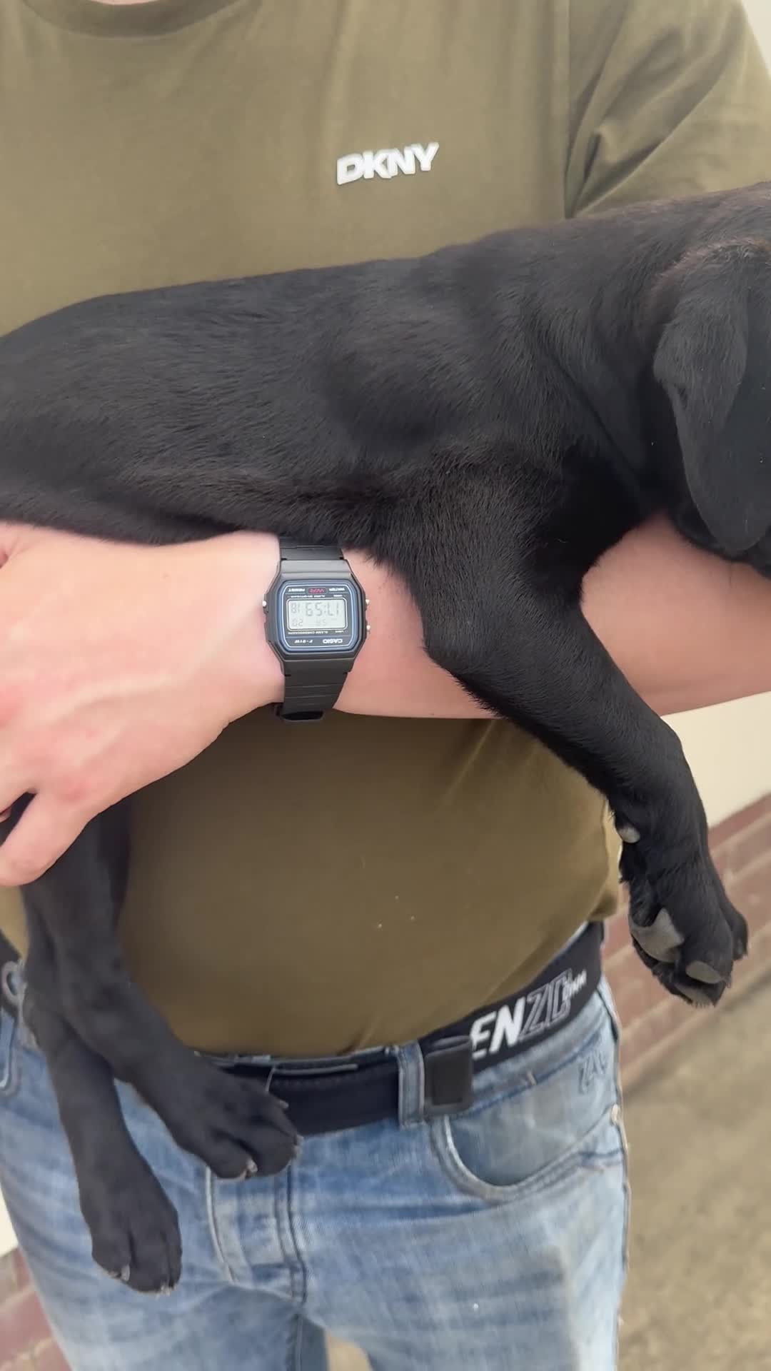 Mixed Breed dogs for sale: 2 pups left! Labrador X Whippet Lurcher Puppies 🐶 - Video 2