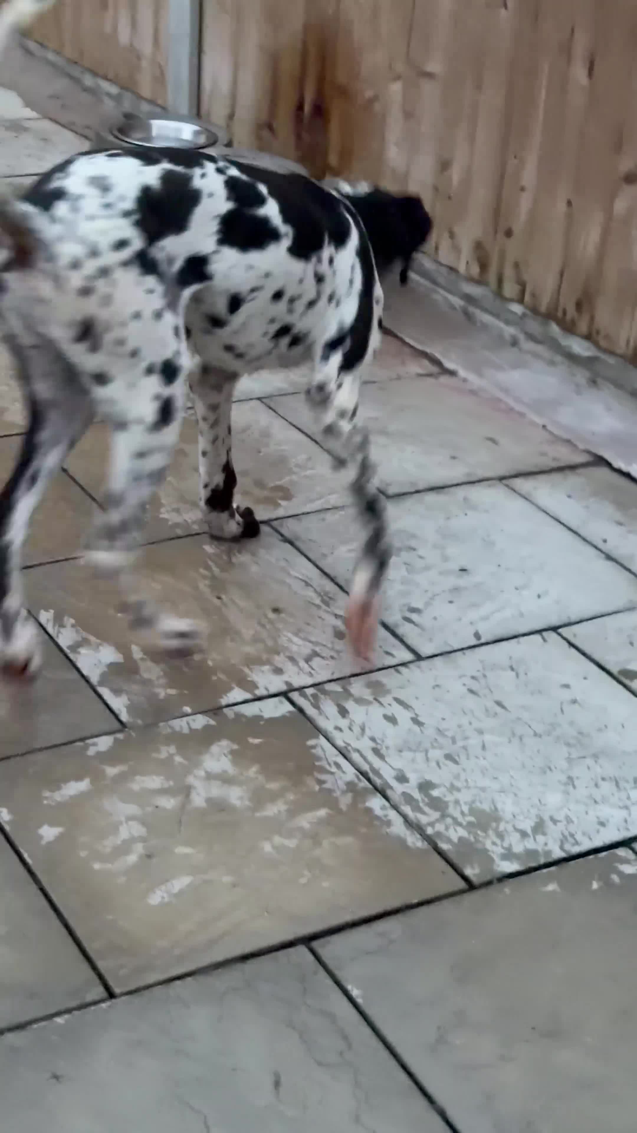 Great Dane dogs for sale: HARLEQUIN GIRL - Video 1