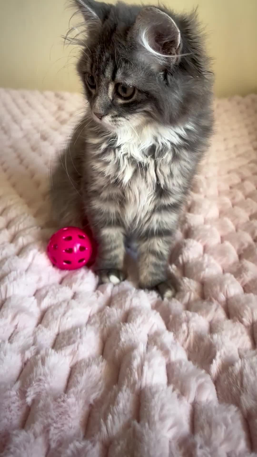 Maine Coon cats for sale: Maine Coon Kitten  - Video 1