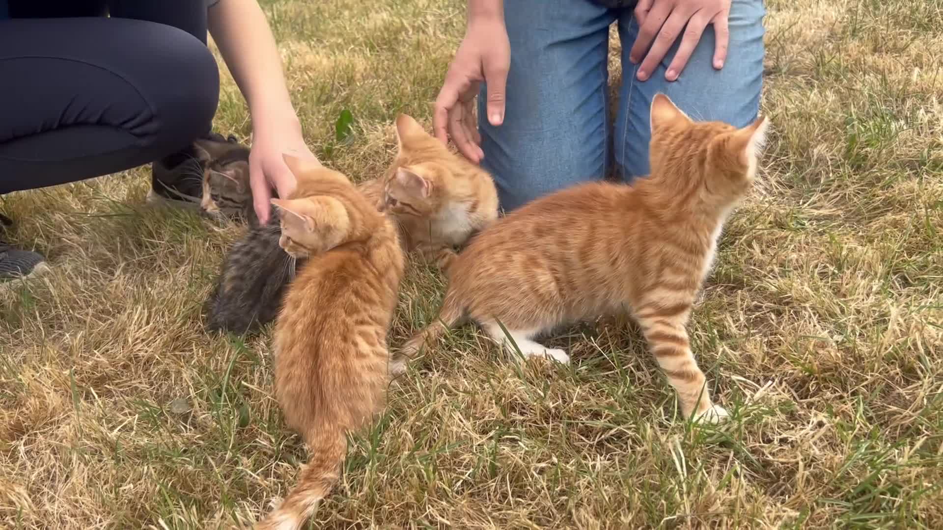 Mixed Breed cats for sale: Beautiful mixed breed kittens short haired  - Video 1