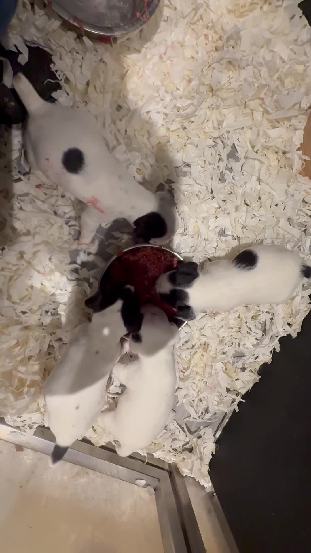 Jack Russell dogs for sale: Jack Russell puppies  - Video 2