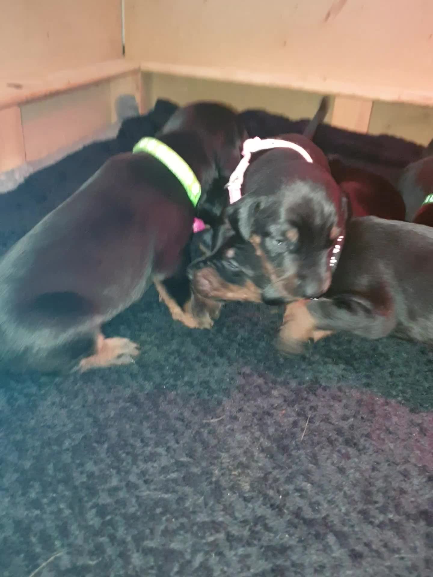 Dobermann dogs for sale: ☆☆Ready to leave Today  Black Doberman Puppies☆☆ - Video 1