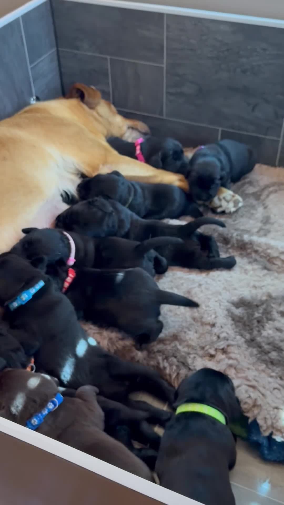 Labrador Retriever dogs for sale: Labradors from 5 Star License Breeder  - Video 1