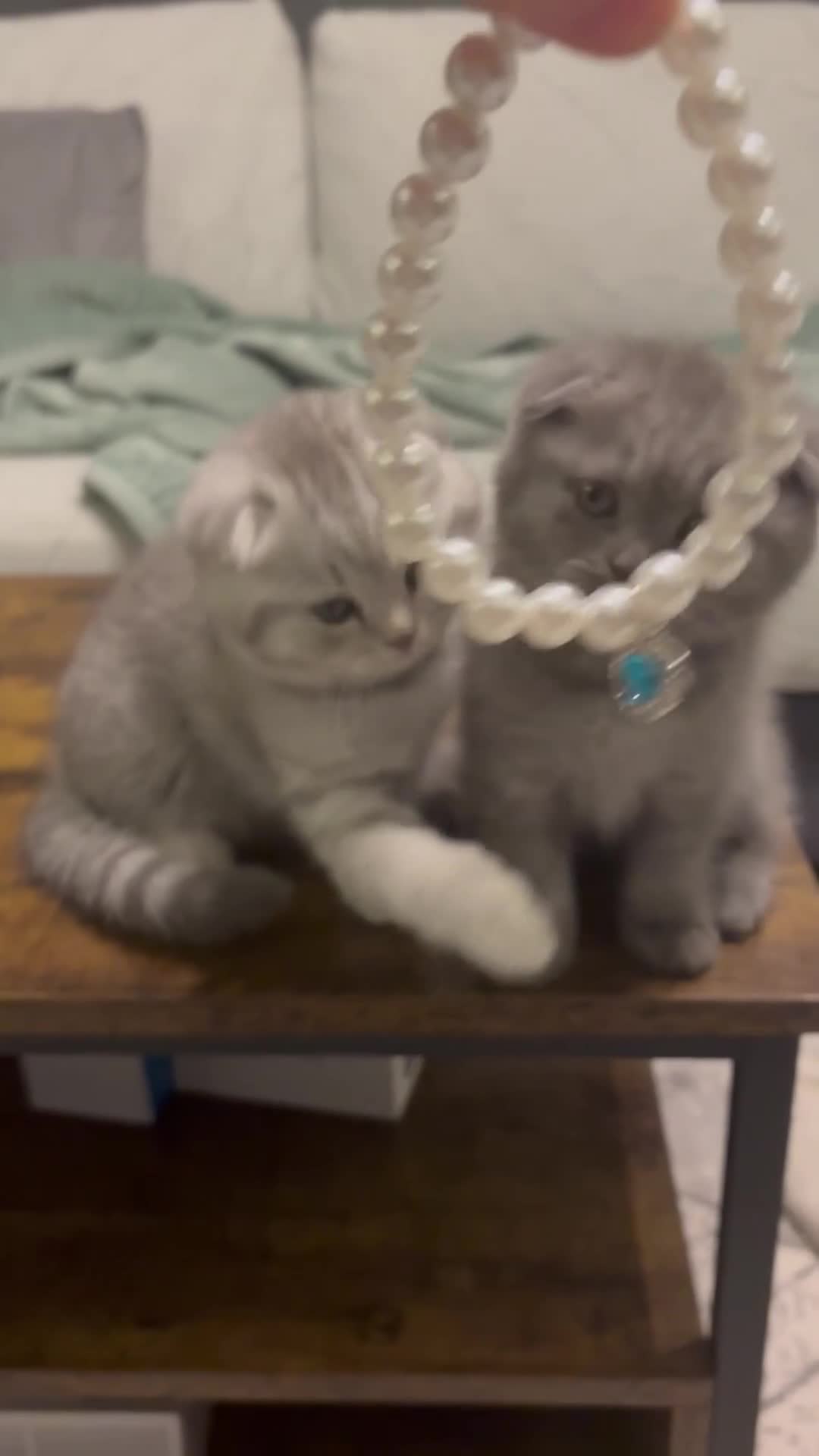 Scottish Fold cats for sale: Last Scottish Fold left - Video 1