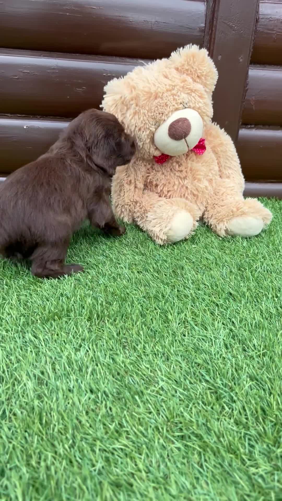 Cocker Spaniel dogs for sale: 7 gorgeous cocker spaniel puppy’s 🐶 - Video 1