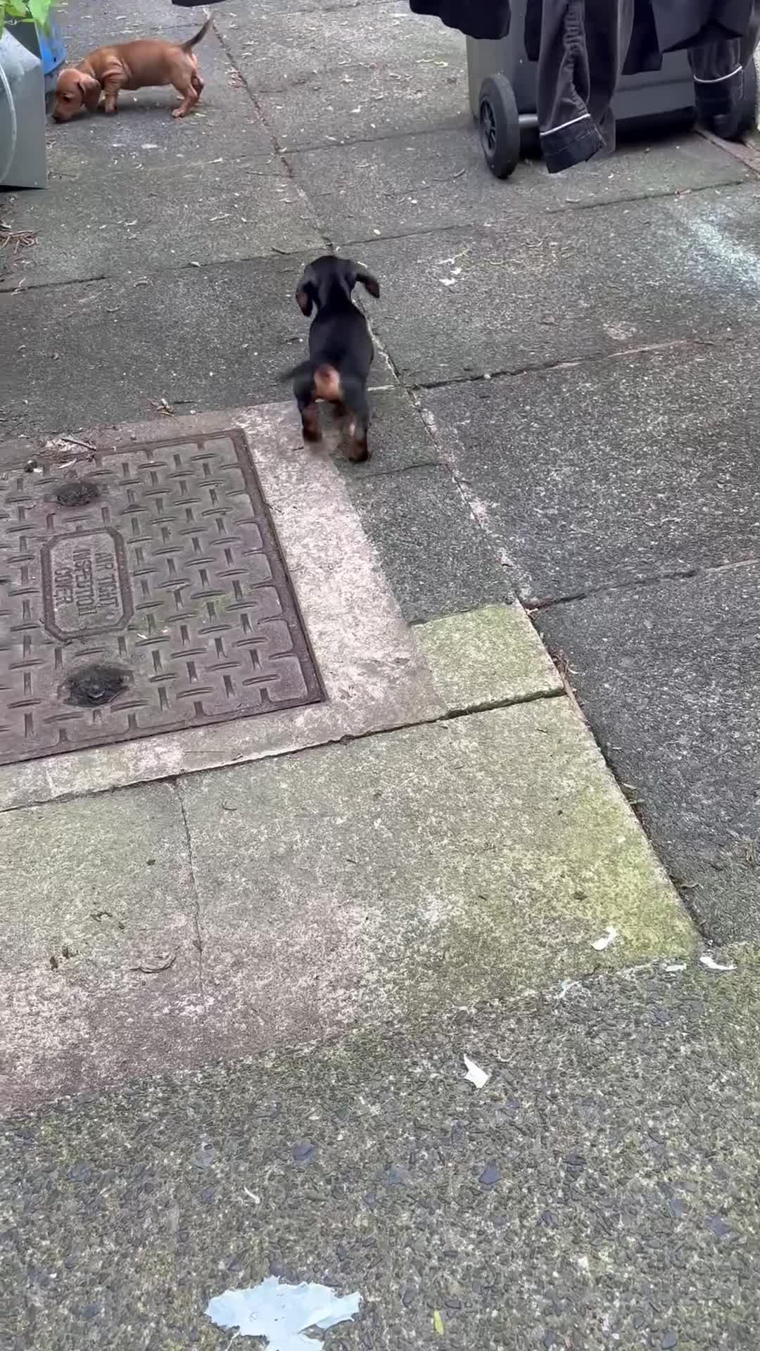 Dachshund dogs for sale: last boy, ready now £700 - Video 1
