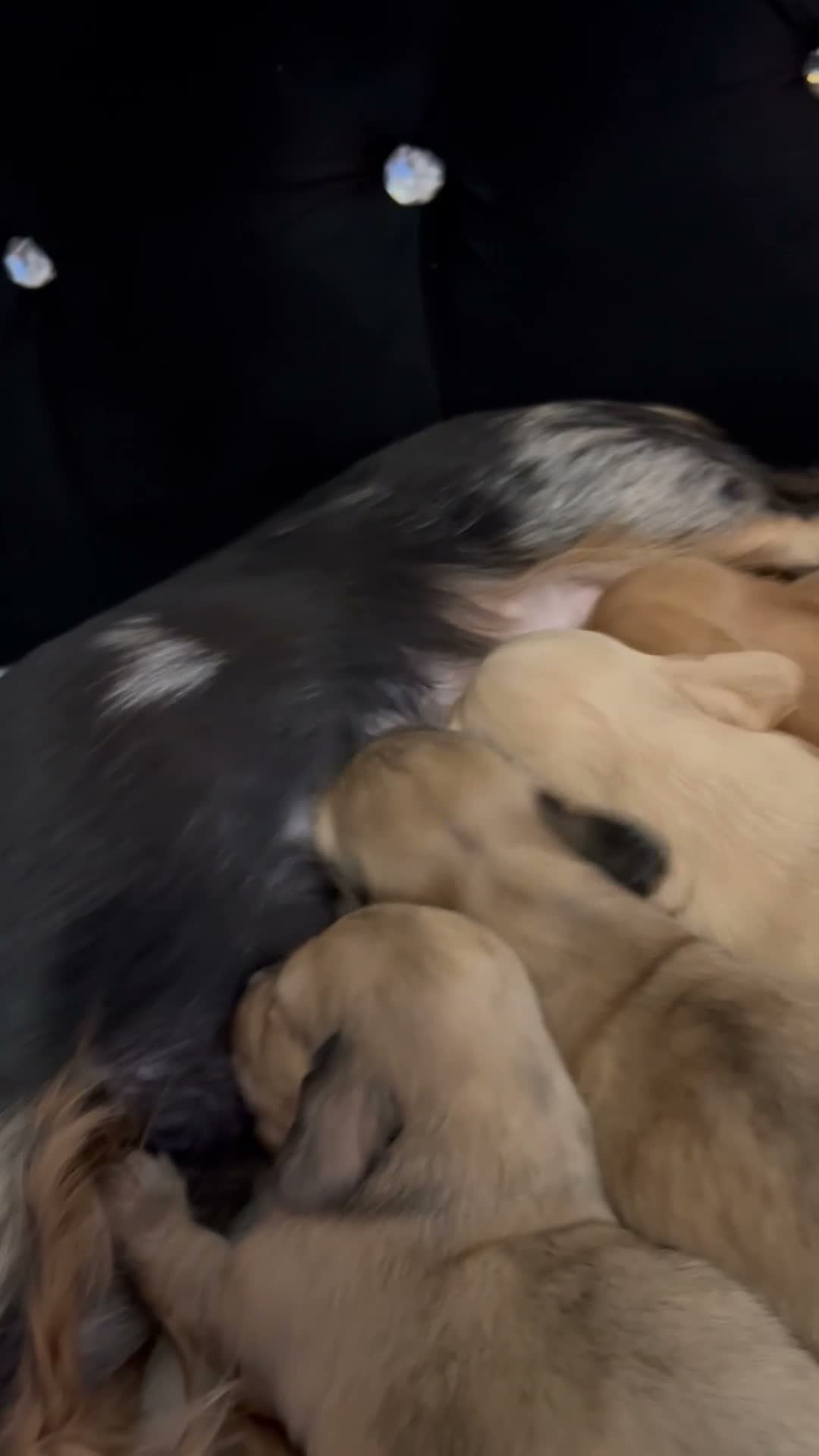 Dachshund dogs for sale: Long hair dachshund  in Bradford - Video 1
