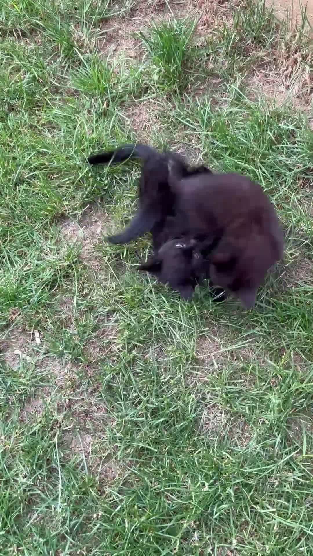 American Shorthair cats for sale: 2 beautiful girl cats - Video 1