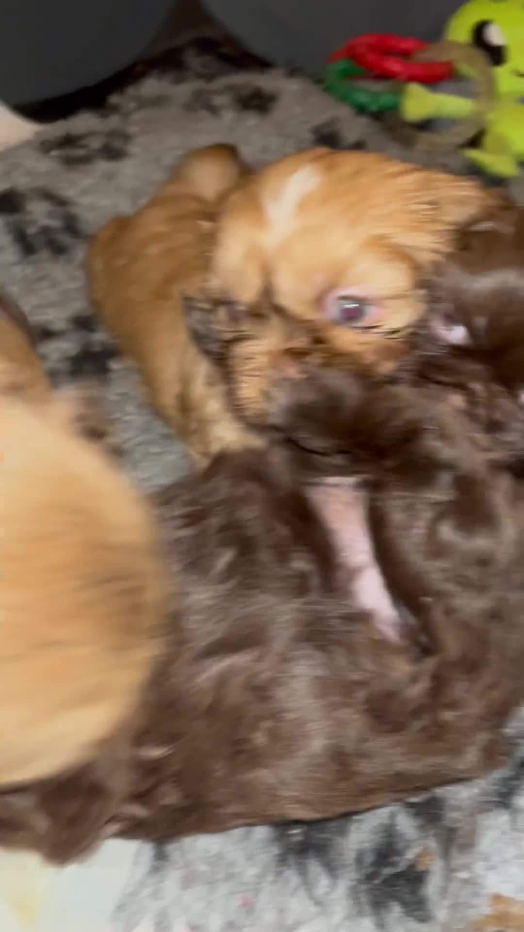 Shih Tzu dogs for sale: Adorable Shih Tzu puppies - Video 1