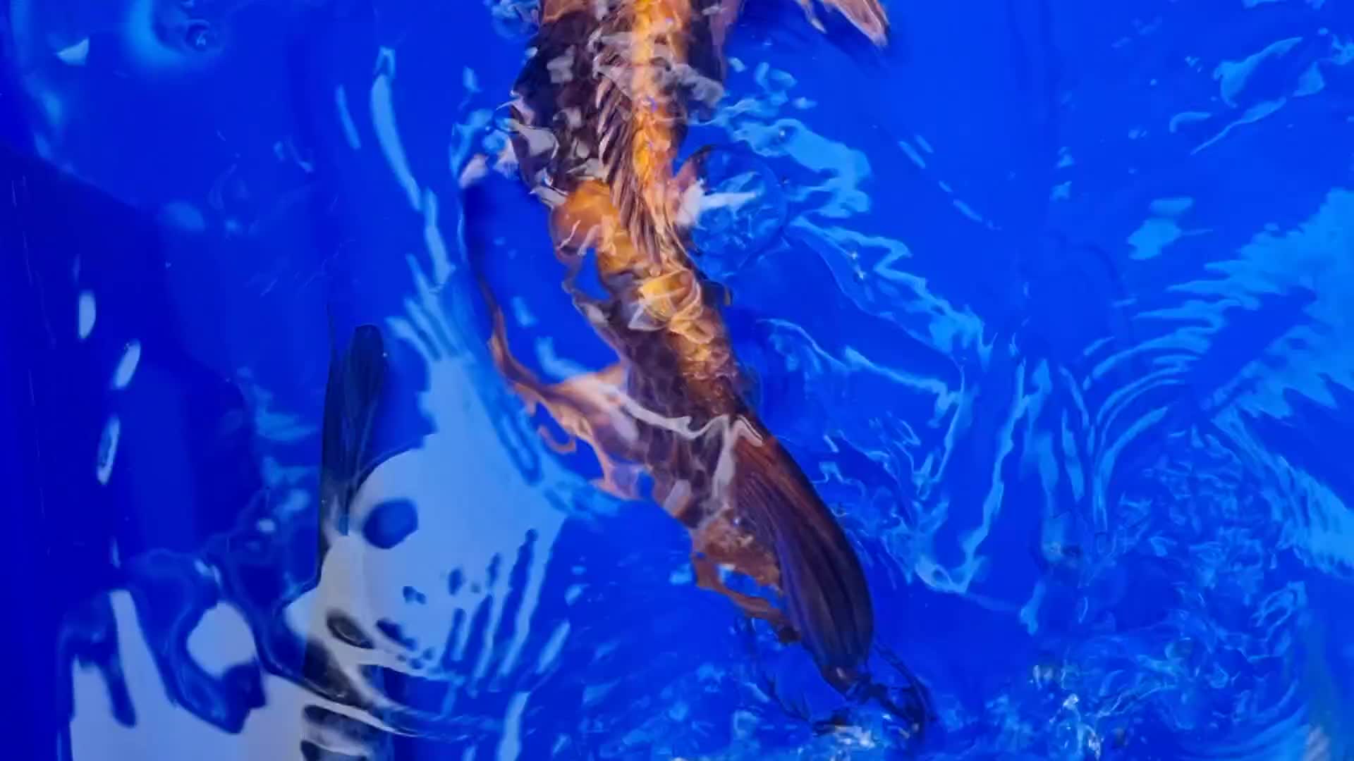 Koi Carp fish for sale: 8 to 10 inch Koi Carp mix pond fish in Chorley  - Video 1