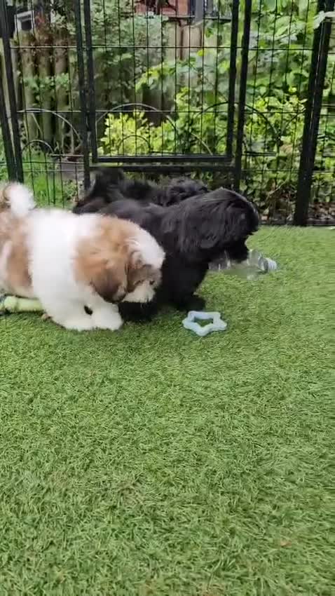Shih Tzu dogs for sale: RARE BLACK STANDARD SHIH TZU WITH BLUE  SKIN - Video 3