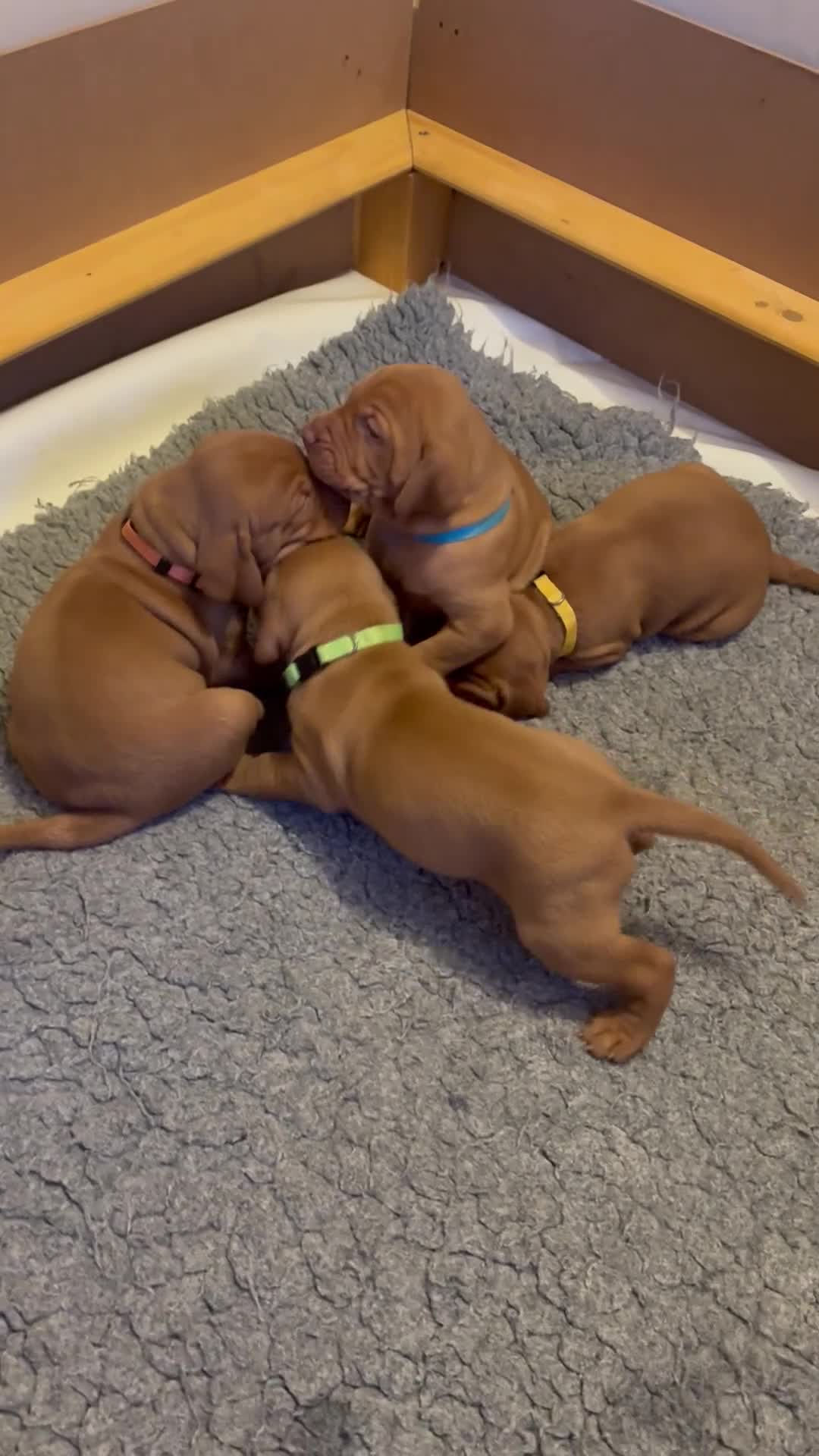 Hungarian Vizsla dogs for sale: Third beautiful litter from our stuning Ginny - Video 1