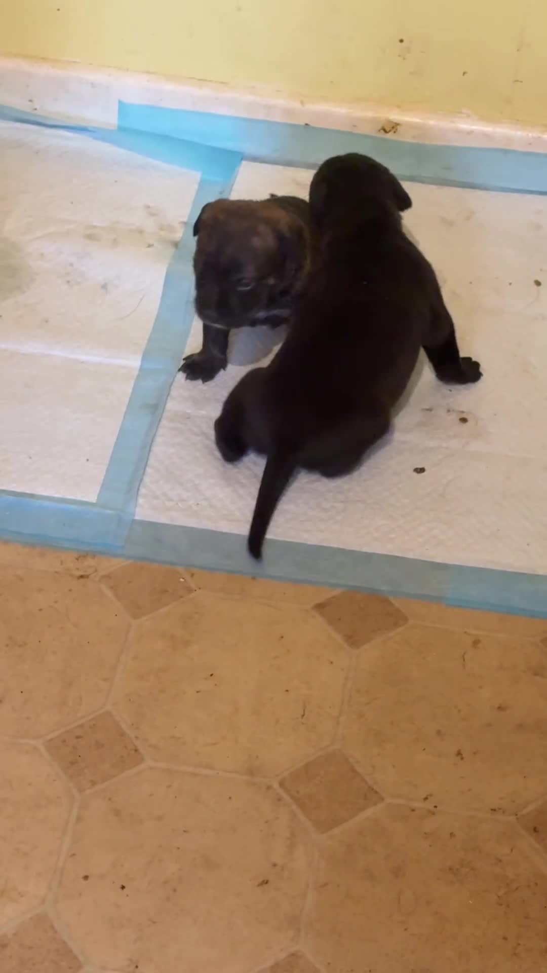 Mixed Breed dogs for sale: Rottiebulls exotic breed  - Video 1