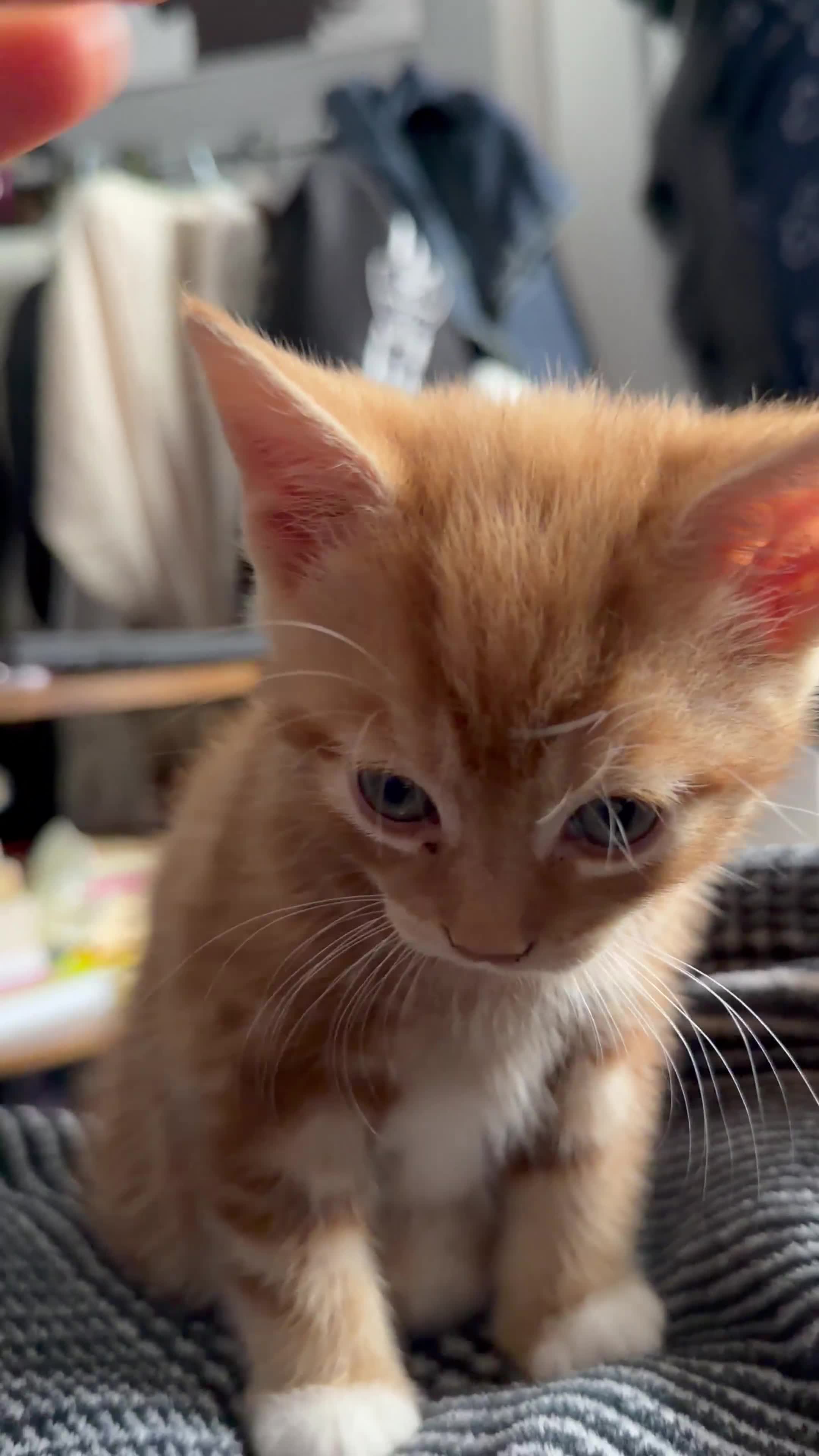 Mixed Breed cats for sale: 2 girls tabby and 2 boys gingers ragdoll tabby mix - Video 2