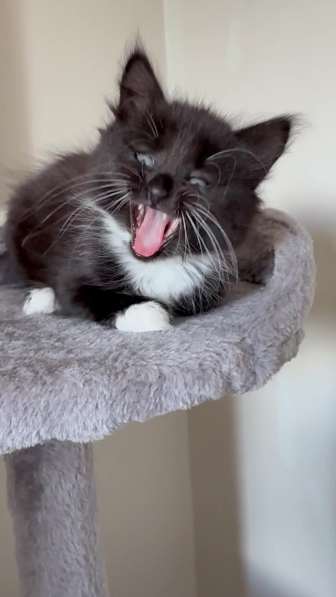 British Shorthair cats for sale: Girl Kitten - Video 1