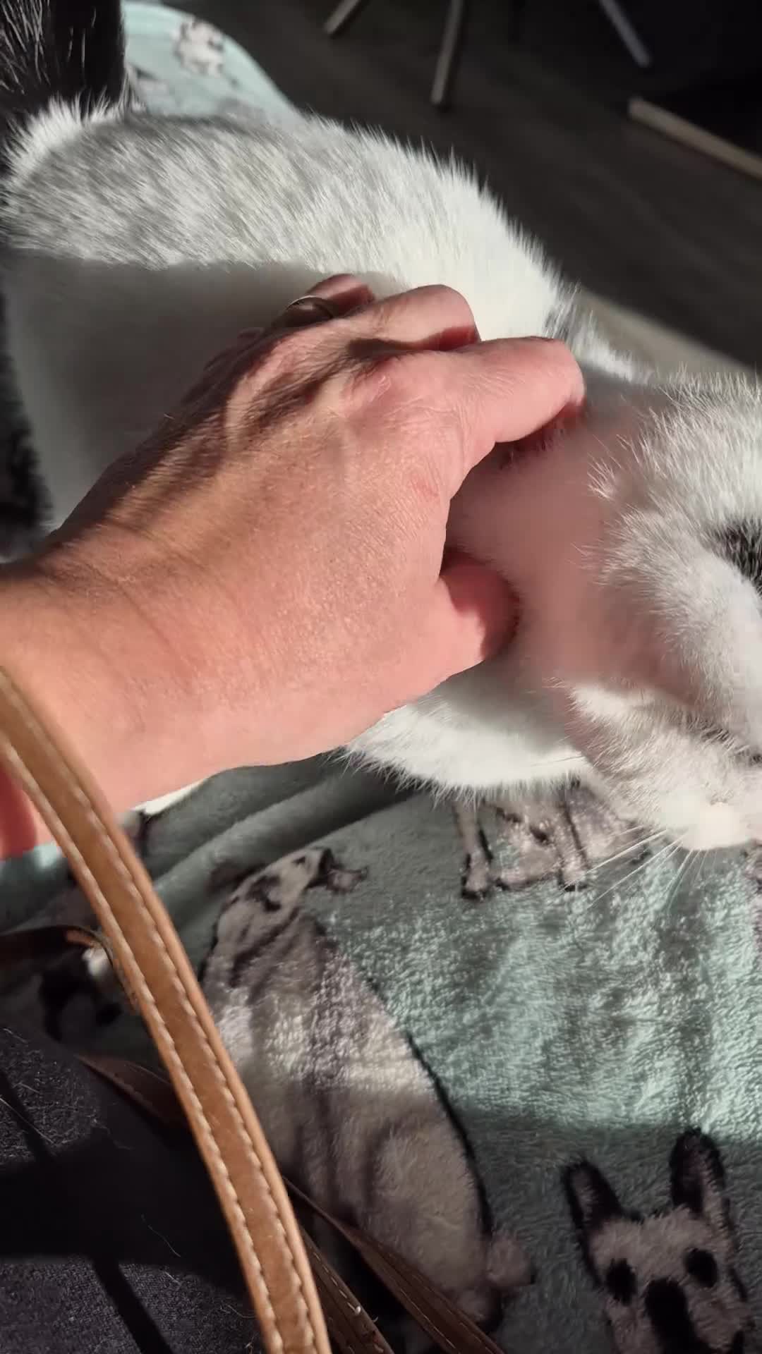 Selkirk Rex cats for sale: Tica reg  pedigree selkirk rex kittens ready now  - Video 1