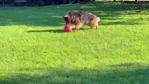 German Shepherd dogs for stud: stunning blue and tan German shepherd at stud in Doncaster - Video 1