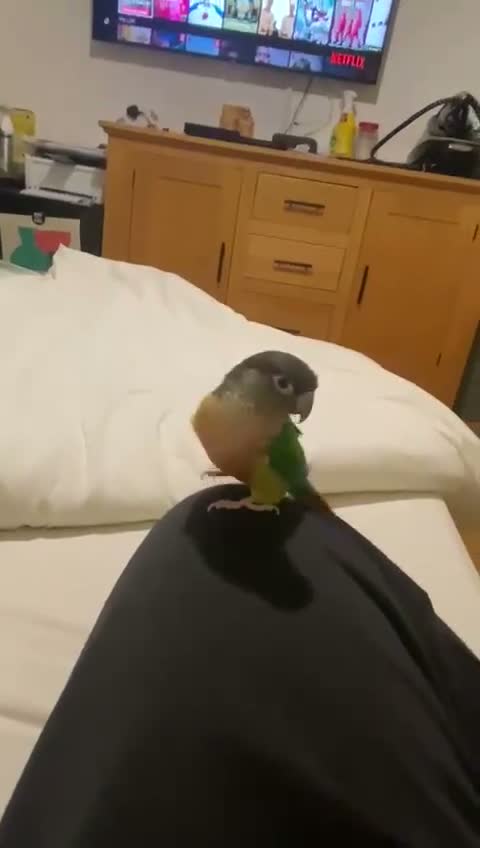 Conures birds for sale: Male and female conure for sale  £500 ono in Basildon - Video 2
