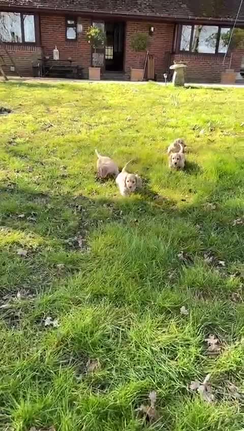 Miniature Dachshund dogs for stud: Dna and ivdd screened Mini Dachshund  in Southampton - Video 1