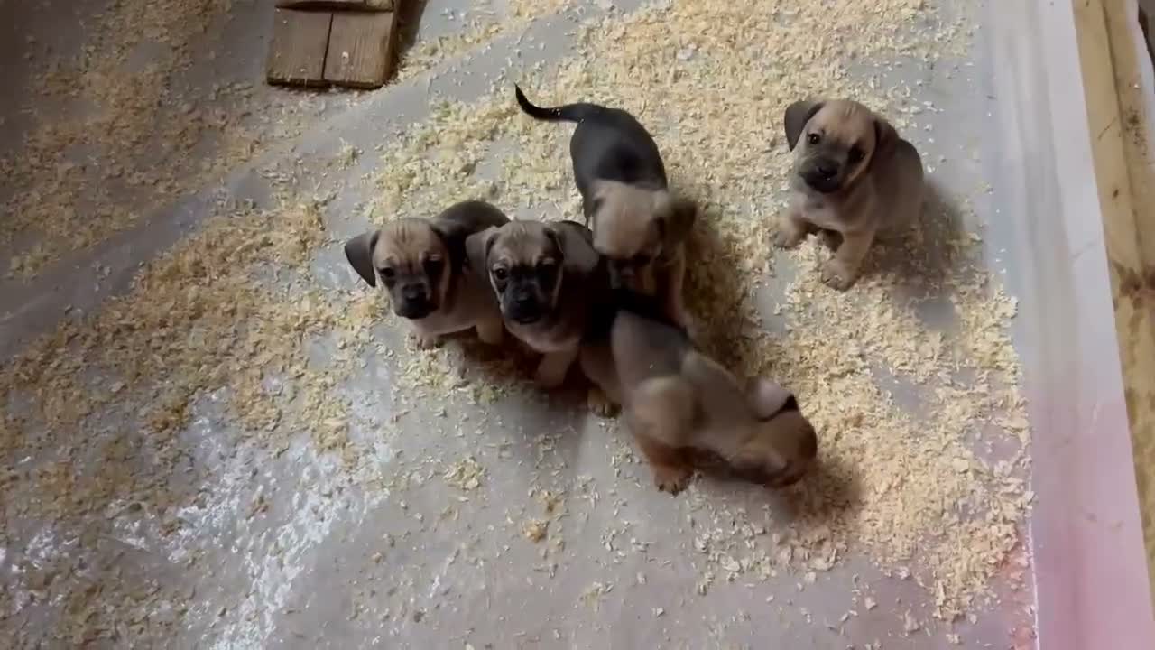 Mixed Breed dogs for sale: Stunning pug x dachshund  in Liskeard - Video 1