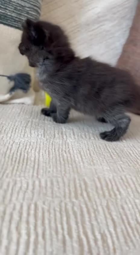 Mixed Breed cats for sale: Beautiful Moggy Kittens Ready Soon - 2 Girls 1 Boy - Video 1