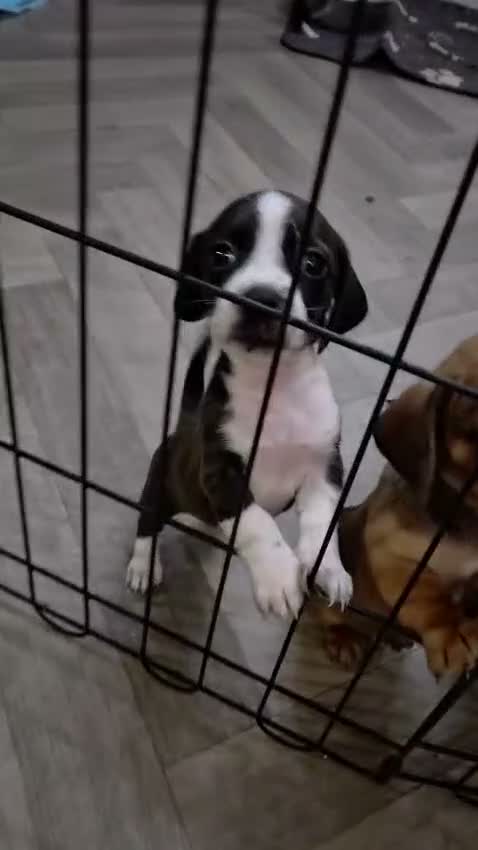Mixed Breed dogs for sale: Pug x spaniel pups  - Video 1
