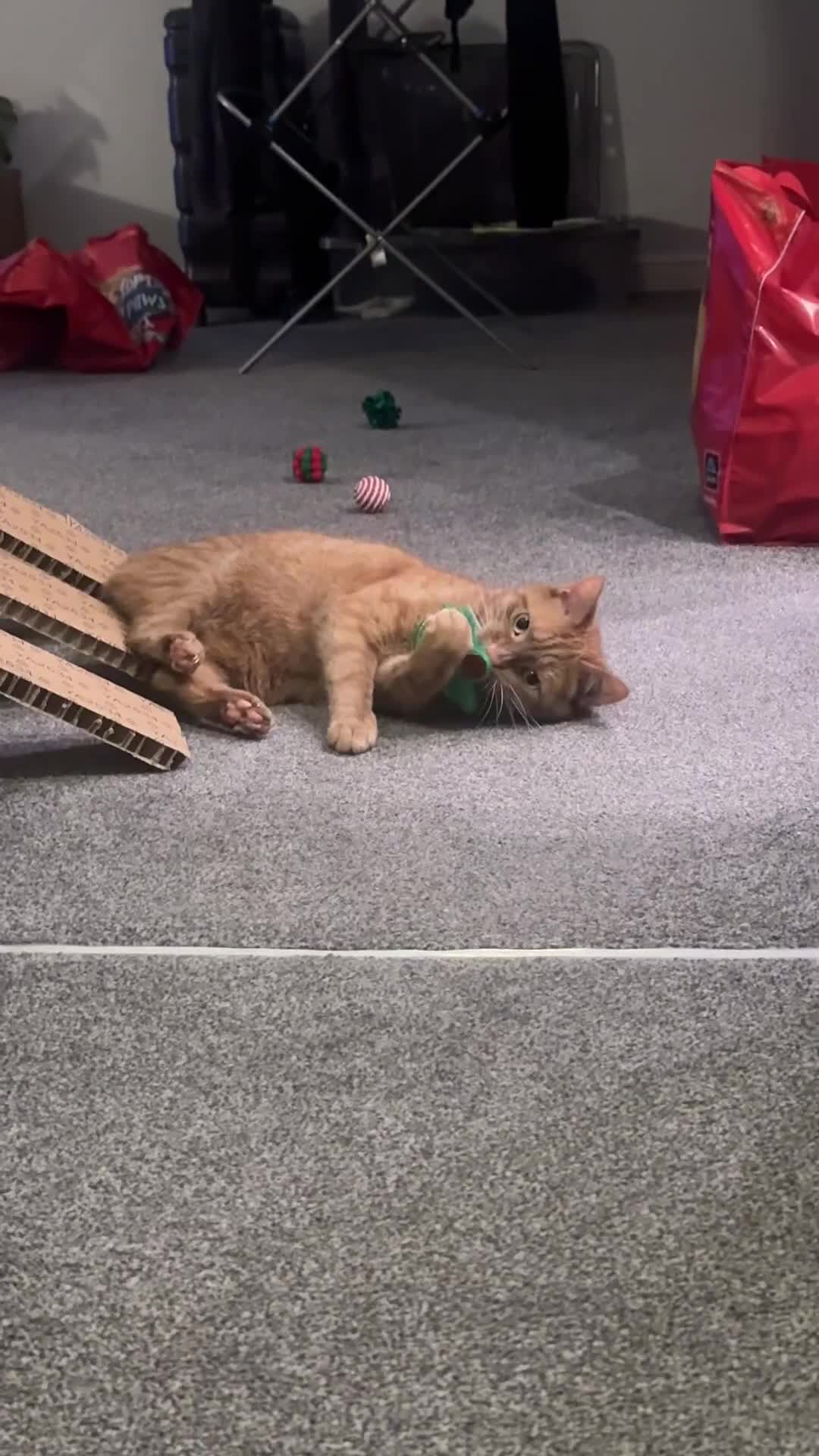 British Shorthair cats for sale: Reggie. Young Male Ginger Tabby - Video 1