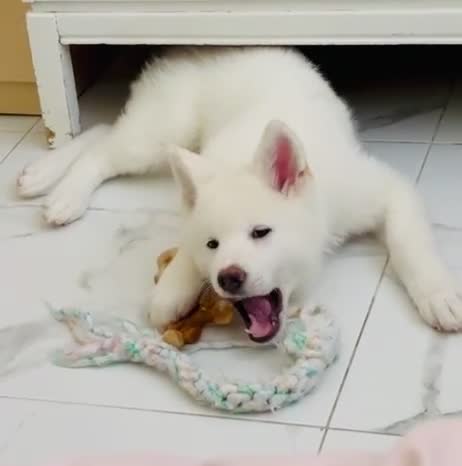 Japanese Akita Inu dogs for sale: Cute Japanese Akita puppy for the right home💜 - Video 2