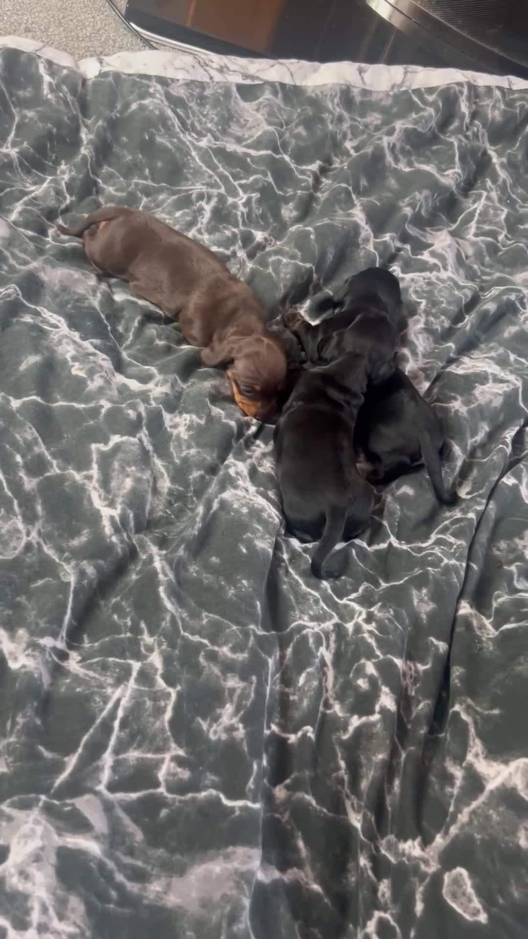 Miniature Dachshund dogs for sale: Miniature dachshund puppies for sale pure breed - Video 1