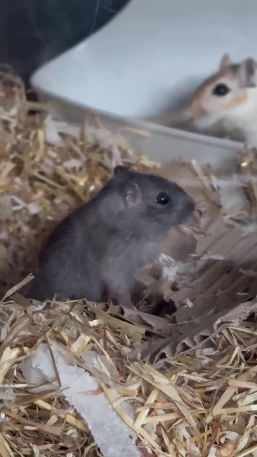 Gerbil rodents for sale: Gerbils in need of a home - Video 1