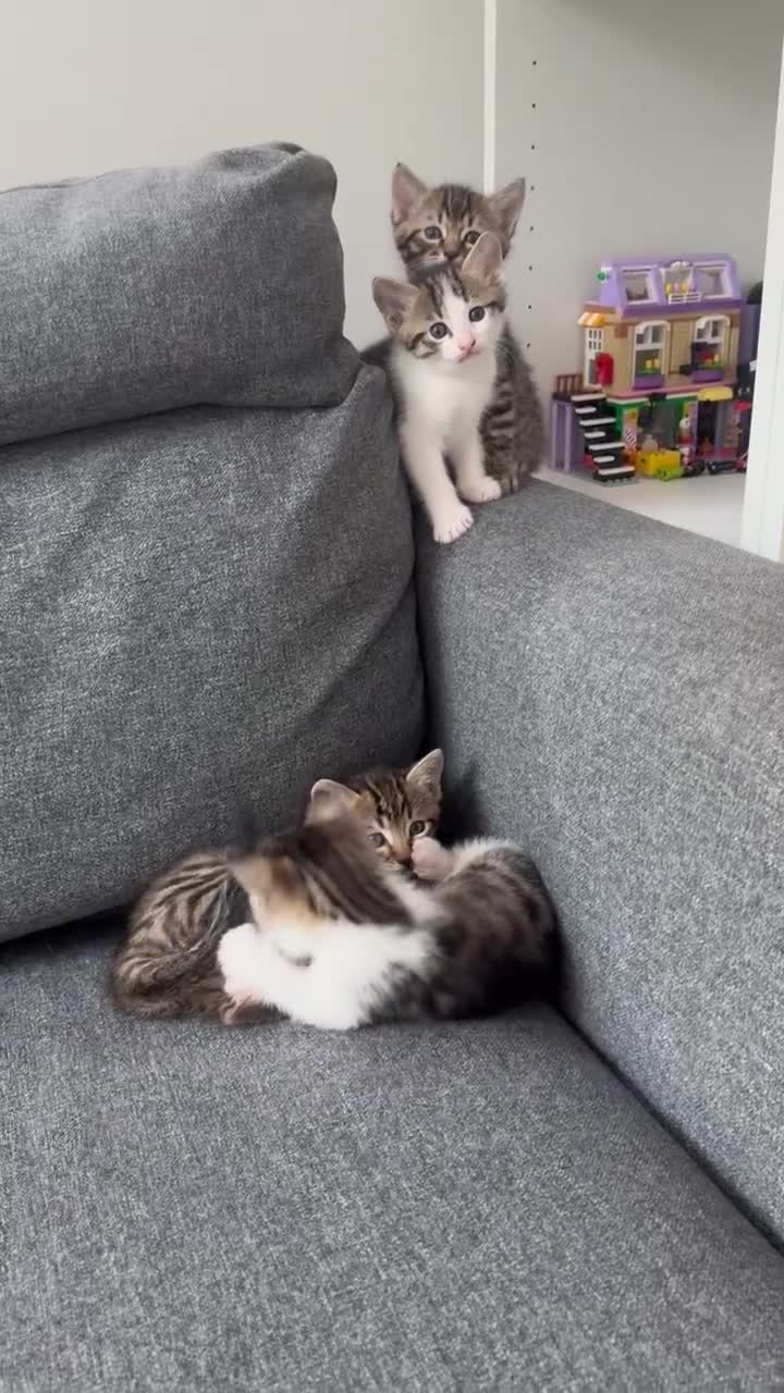 Ragdoll cats for sale: 🐾 Exceptional Ragdoll × Bengal Kittens 🐾 - Video 2