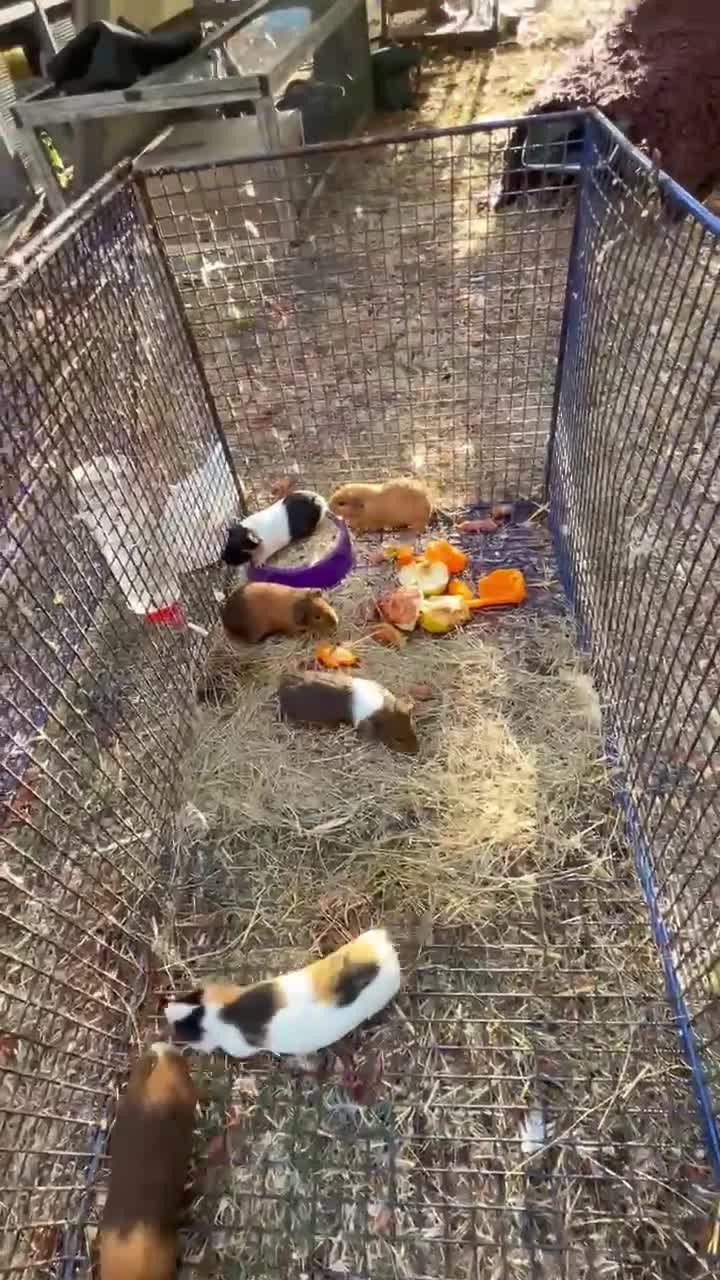 Guinea Pig rodents for sale: 3 x Boy Guinea Pigs - Video 2