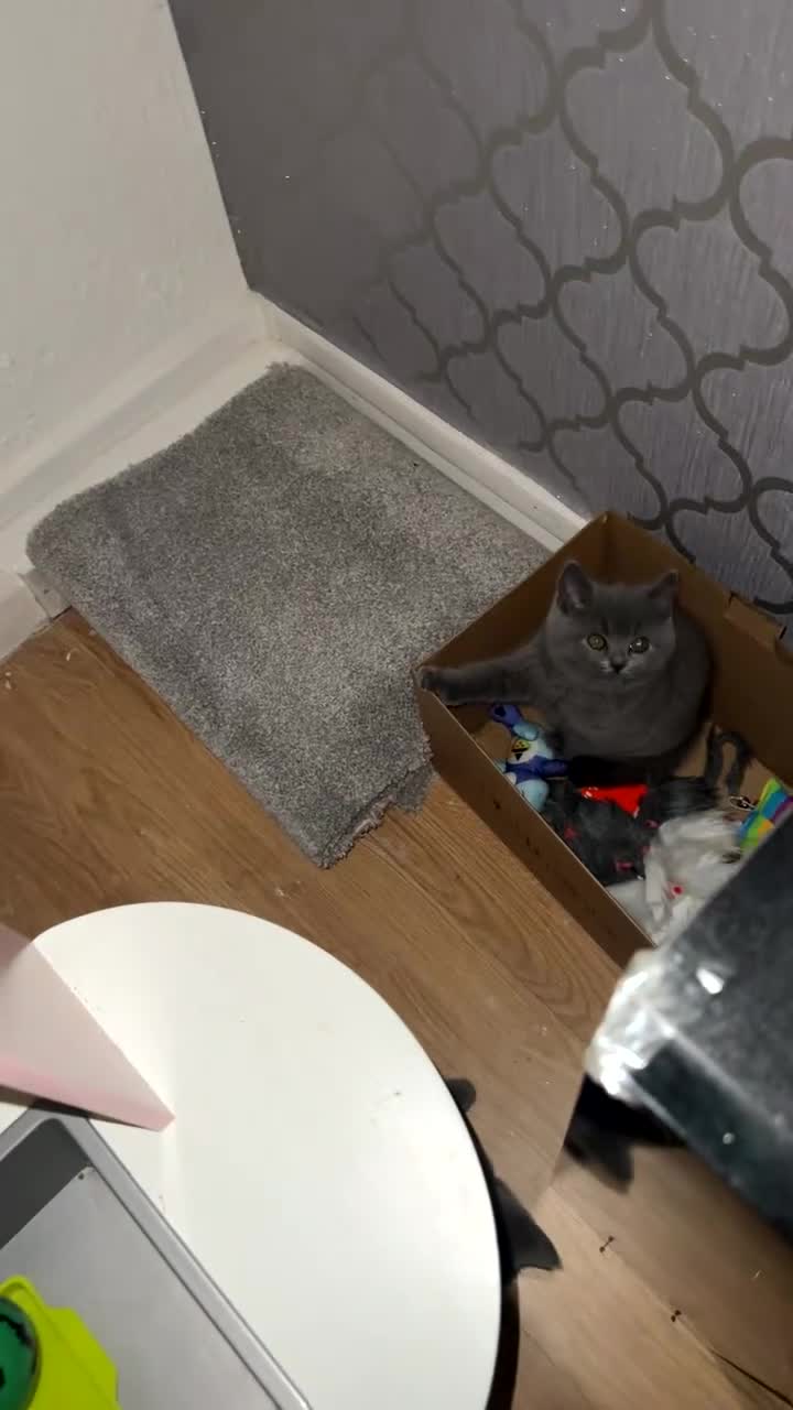 British Shorthair cats for sale: British shorthair kittens  - Video 4