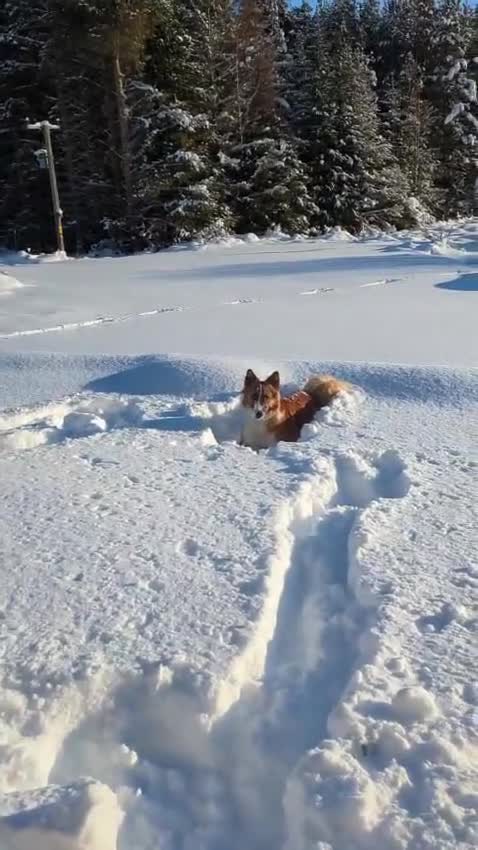 Mixed Breed dogs for adoption: Handsome Walter is looking for his forever home!  in Banchory - Video 4