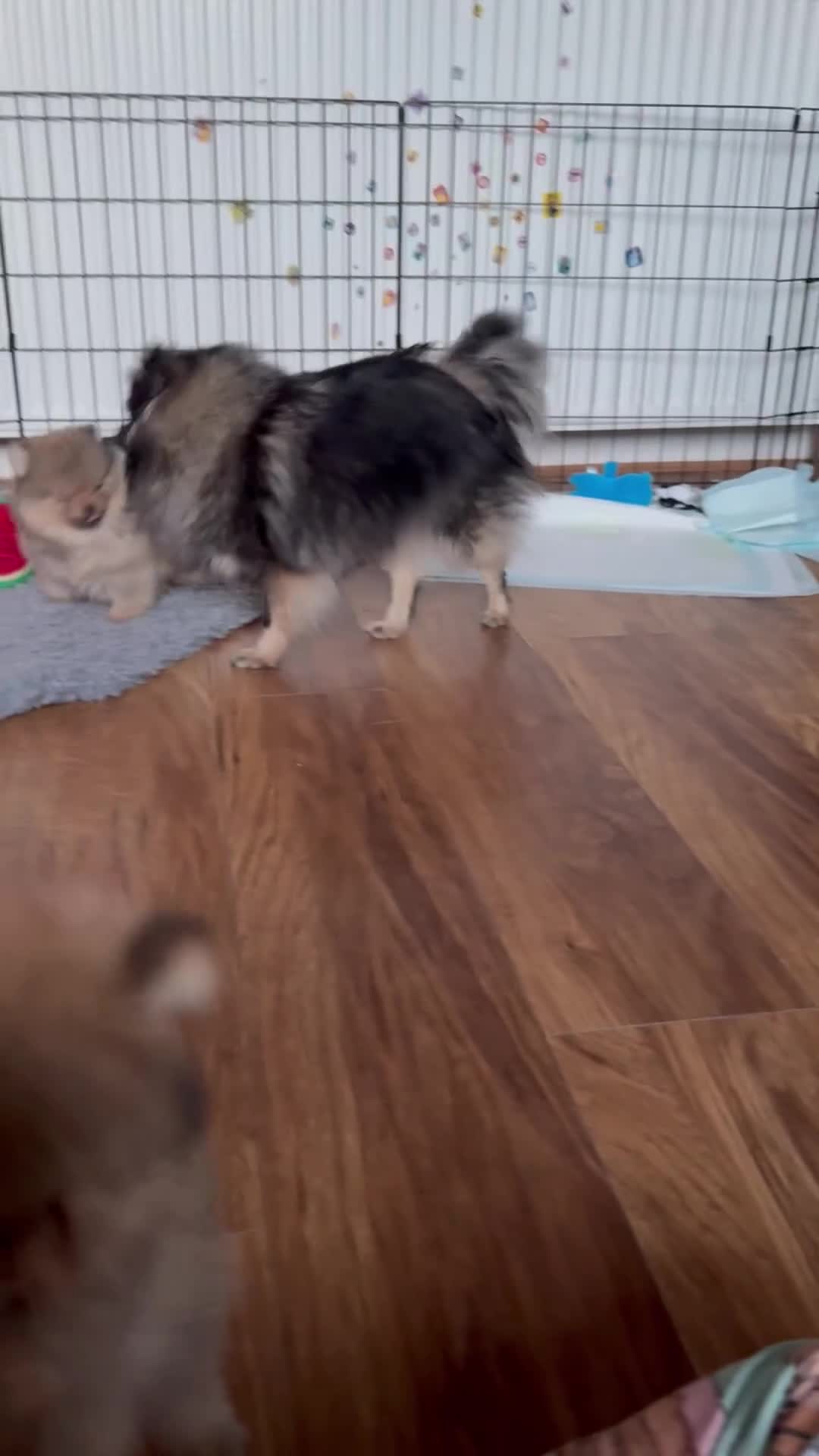 Pomeranian dogs for sale: 🏆 KC HEALTH TESTED POMERANIAN PUPPIES 🏆  - Video 1