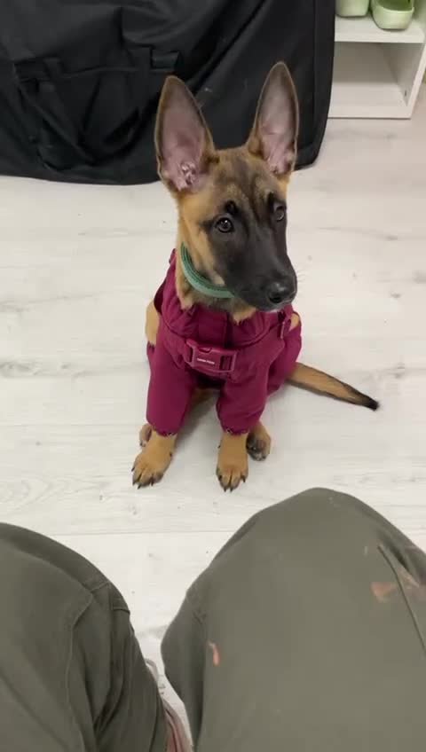 Belgian Shepherd Dog dogs for sale: 4-Month-Old Female Belgian Malinois  - Video 2
