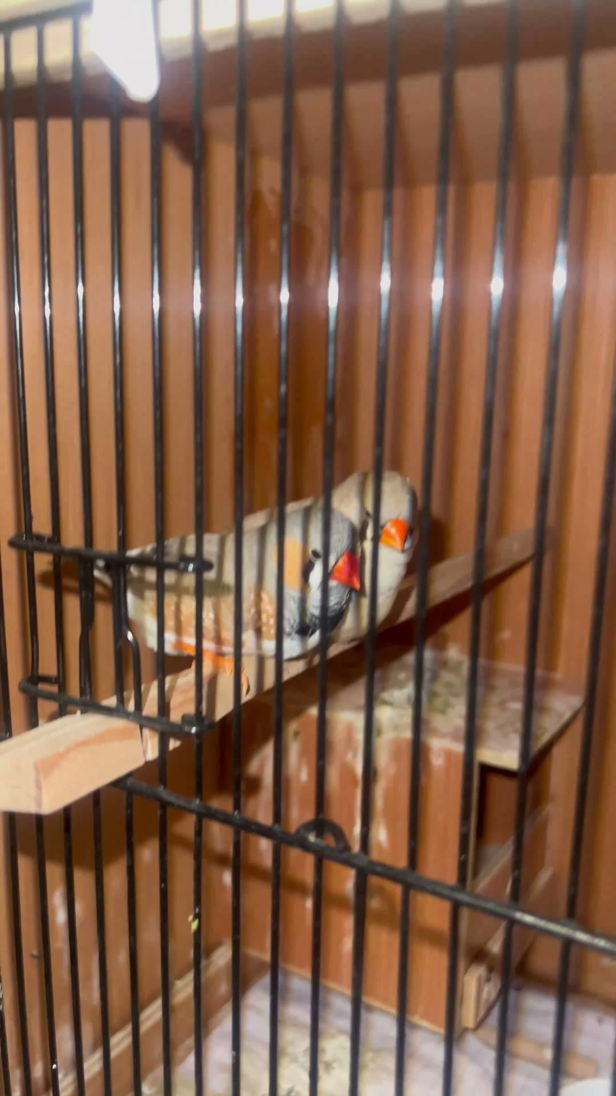 Finches birds for sale: A pair of breeding Zebra Finches  in Salford - Video 2