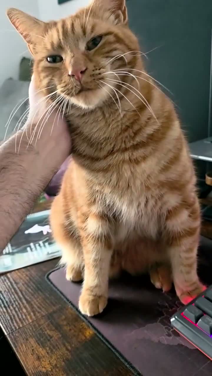 Mixed Breed cats for sale: Ginger Male Neutered - 2 years old in Birmingham - Video 1