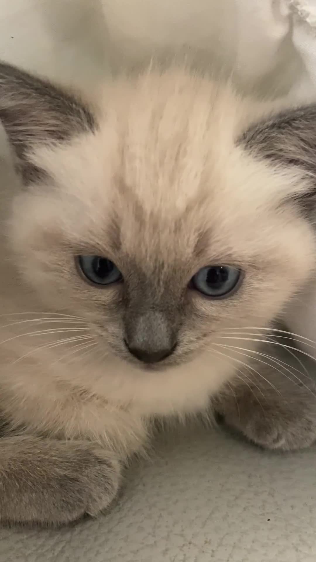 Ragdoll cats for sale: Half rag doll for sell  - Video 5