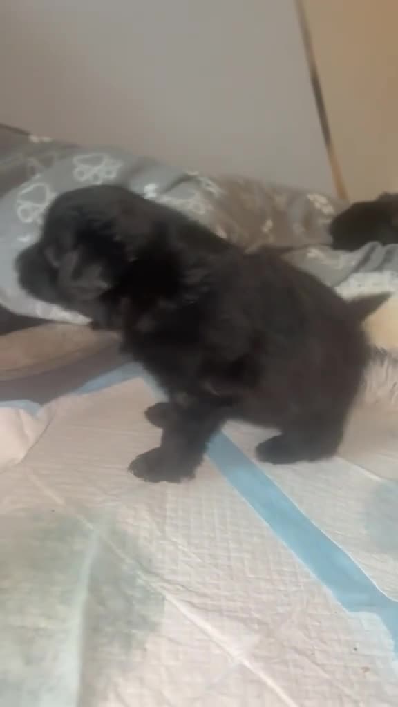 Maltipom dogs for sale:  Ready to leave now to forever Homes 🐶❤️ - Video 2