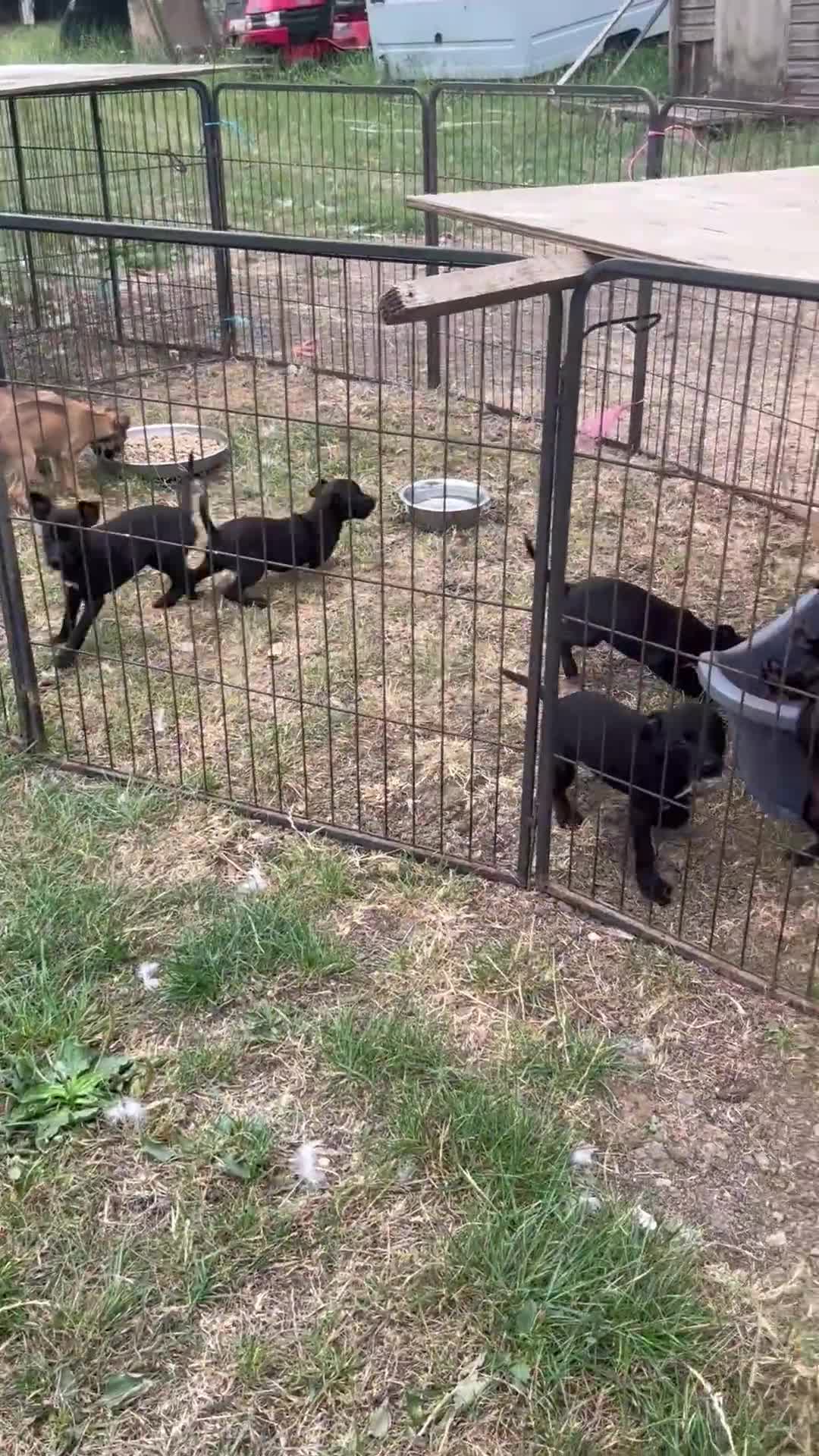 Mixed Breed dogs for sale: Border terrier x Italian greyhound - Video 1