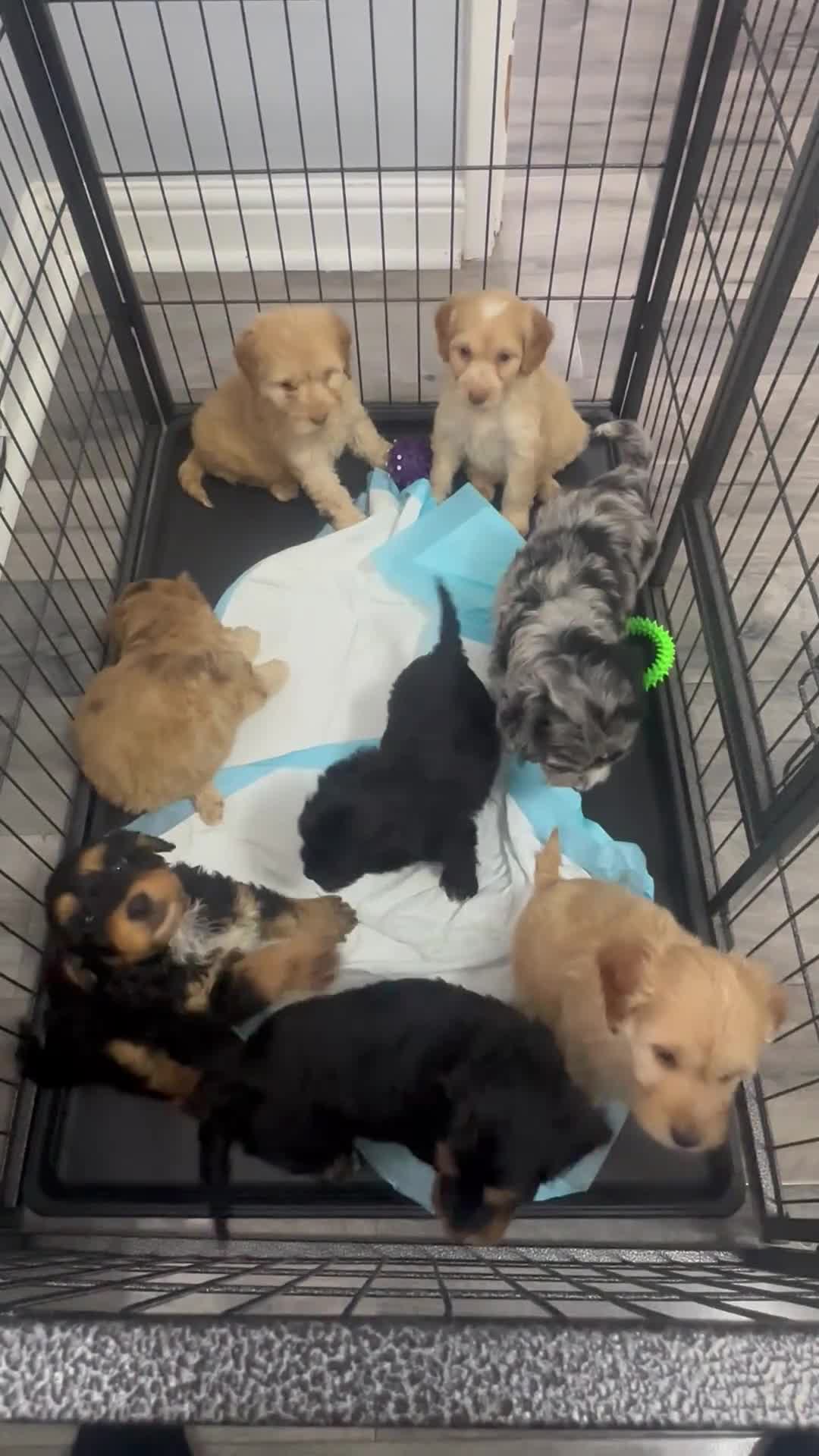 Cockapoo dogs for sale: ⭐️ BEAUTIFUL F1 TOY COCKAPOOS ⭐️ - Video 1