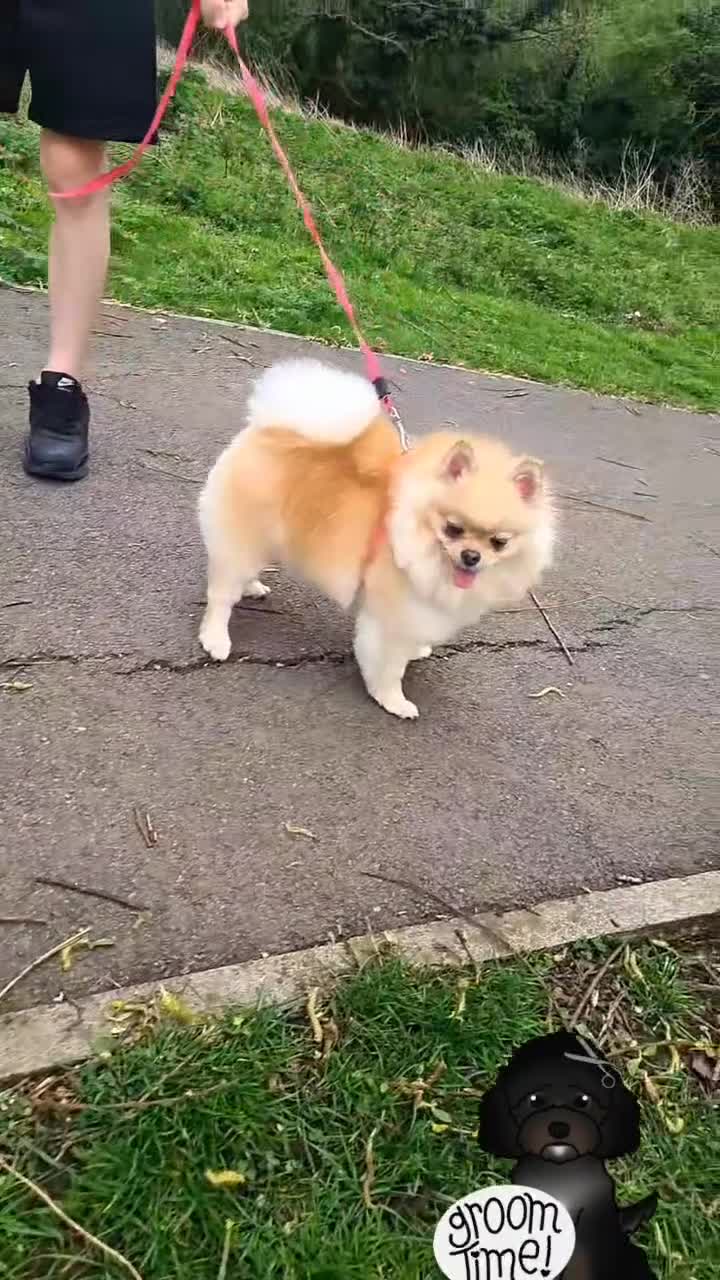 Pomeranian dogs for sale: Quality mini  **  pomeranian pups - Video 1