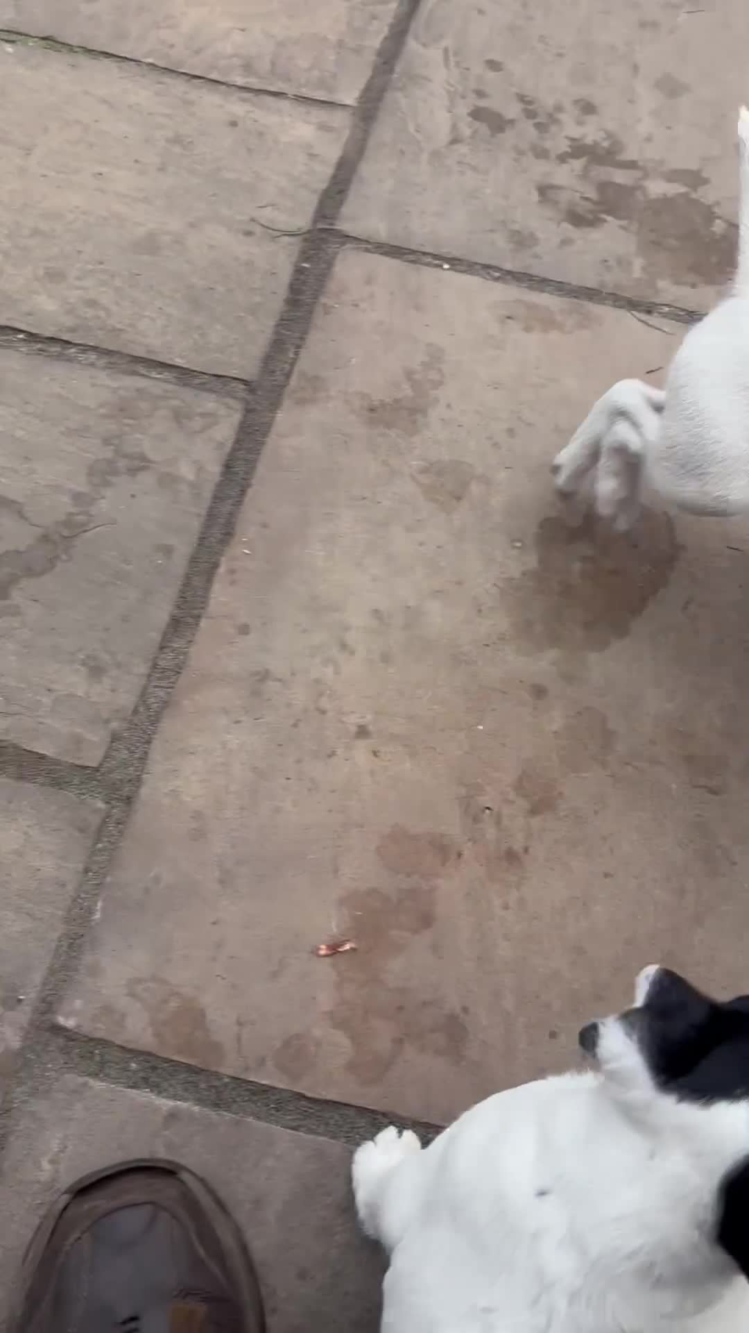 Jack Russell dogs for sale: Beautiful small Jack Russell bitches - Video 3