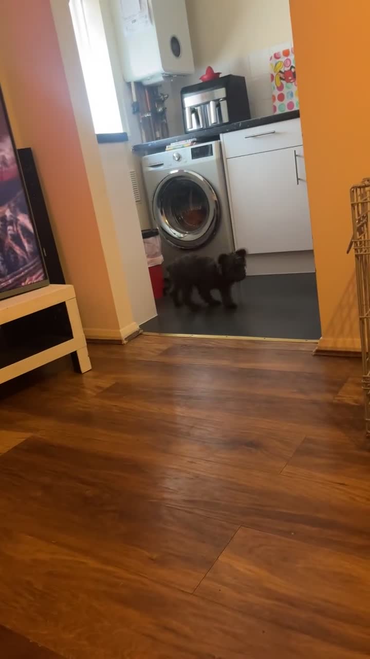 French Bulldog dogs for sale: Meet coffee! - Video 1