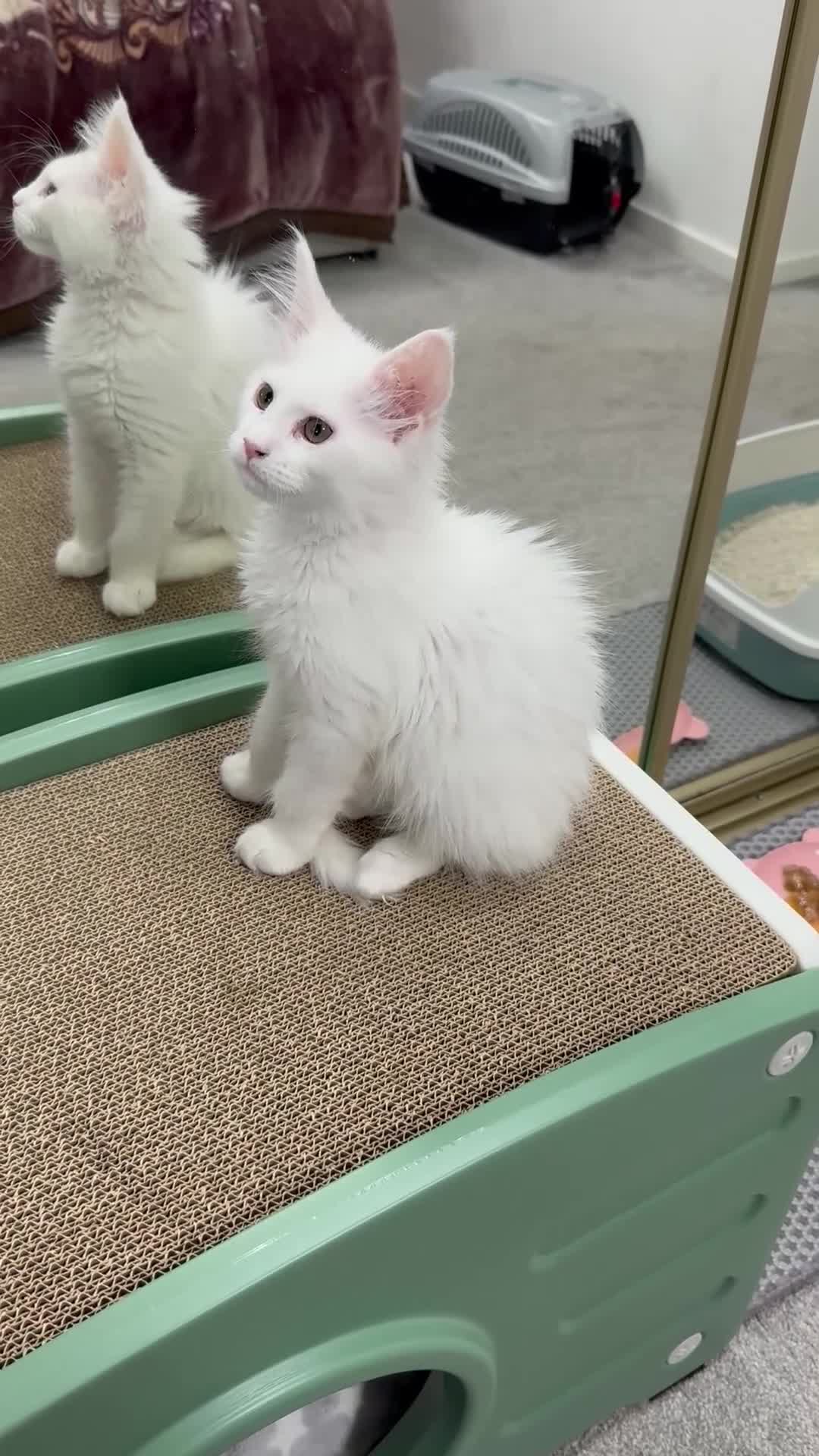 Maine Coon cats for sale: Purebred Pedigree XL Maine Coone Angora Kitten - Video 1