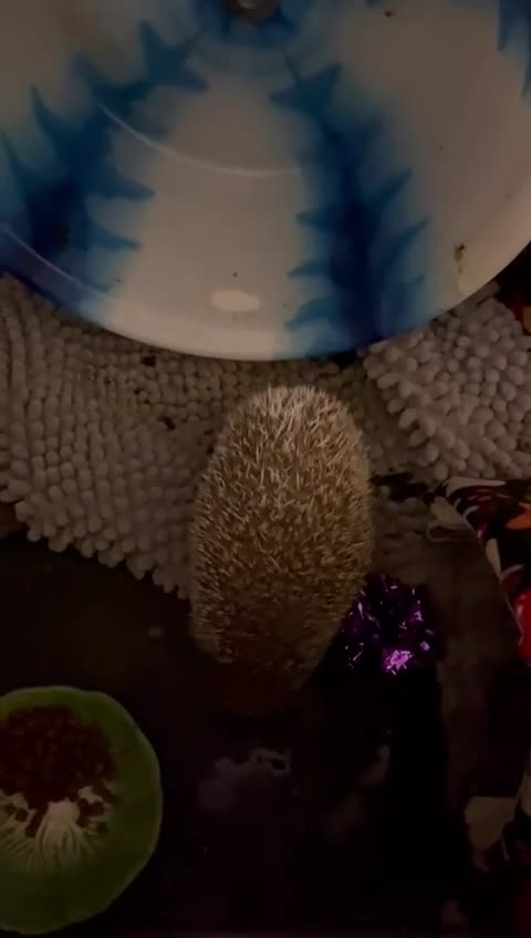 Pygmy Hedgehog rodents for sale: Sonic the african pygmy hedgehog  - Video 5