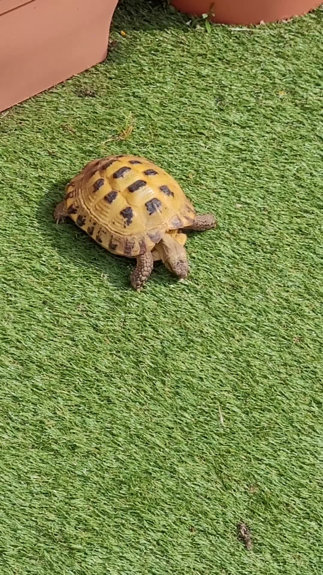 Tortoise reptiles for sale: Horsefield Tortoise - Video 2