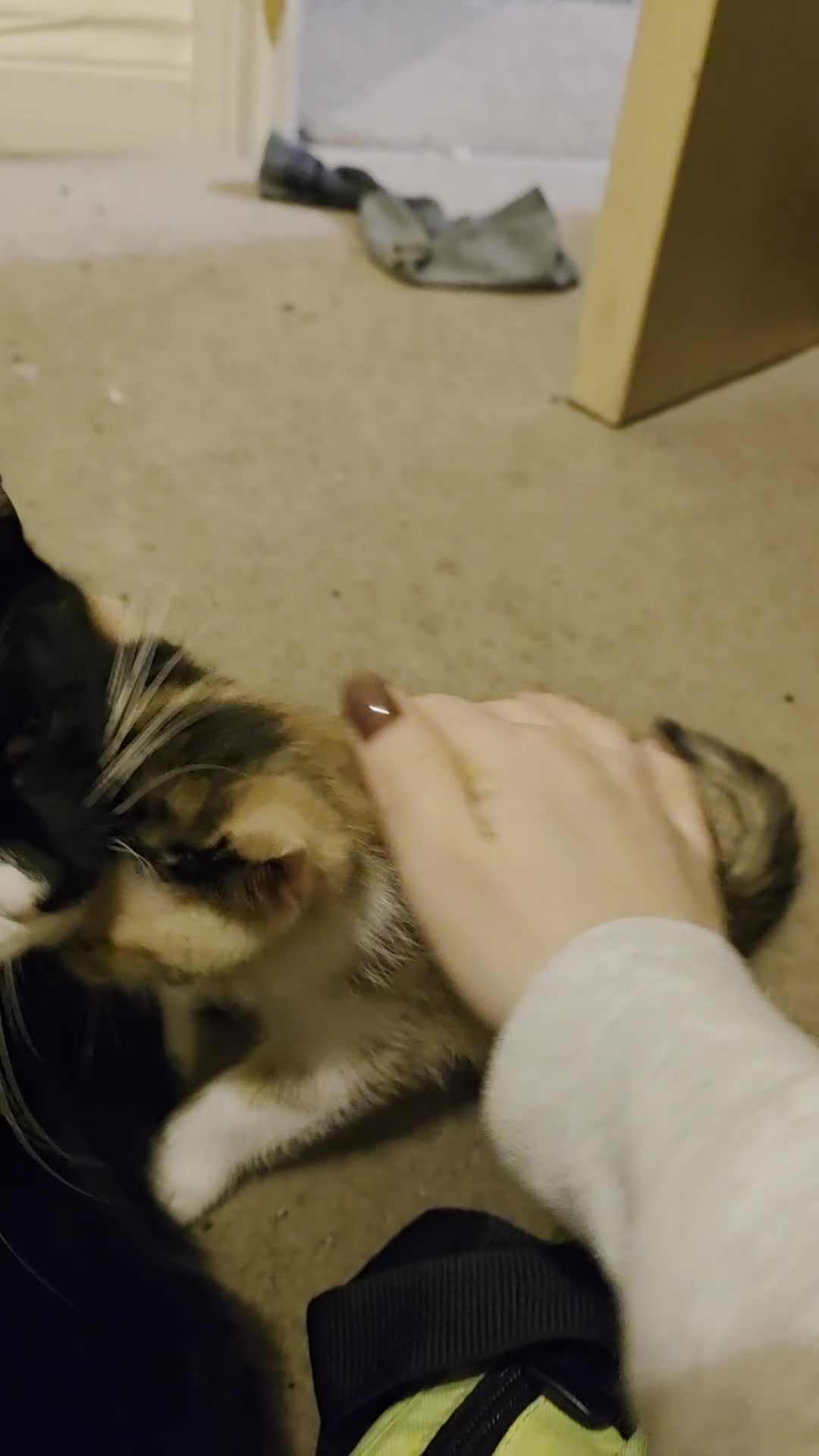 Mixed Breed cats for sale: Adorable longhair and short hair  - Video 3